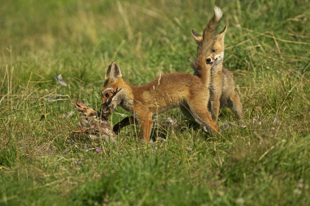 istock RED FOX vulpes vulpes, ADULTS A PARTRIDGE KILL, NORMANDY 1249543196