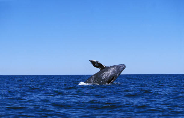GREY WHALE OR GRAY WHALE eschrichtius robustus, ADULT BREACHING, BAJA CALIFORNIA IN MEXICO GREY WHALE OR GRAY WHALE eschrichtius robustus, ADULT BREACHING, BAJA CALIFORNIA IN MEXICO gray whale stock pictures, royalty-free photos & images