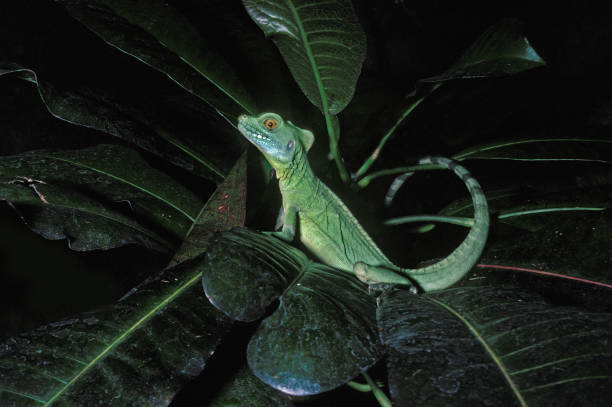 istock GREEN BASILISK LIZARD OR DOUBLE-CRESTED BASILISK LIZARD basiliscus plumifrons, COSTA RICA 1249543308