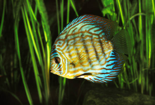 istock POMPADOUR DISCUS FISH symphysodon aequifasciatus 1249543315