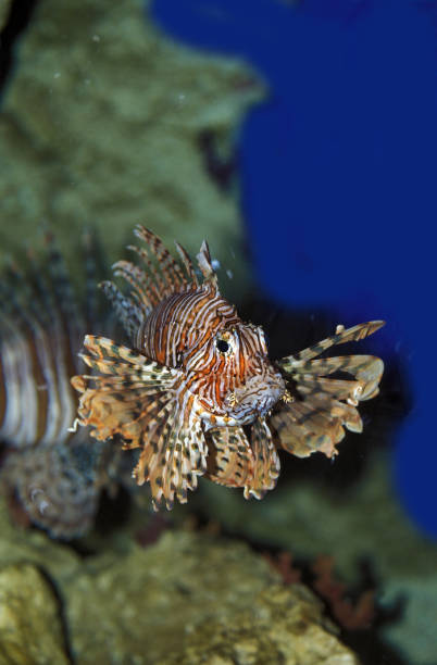 istock COMMON LION FISH pterois volitans, VENOMOUS FISH 1249543349