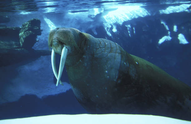 WALRUS odobenus rosmarus, ADULT, UNDERWATER VIEW