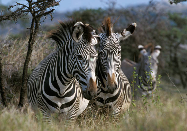 GREVY'S ZEBRA equus grevyi, SAMBURU PARK IN KENYA