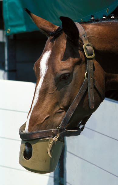 istock HORSE WITH A BASKET TO AVOID EATING 1249543425
