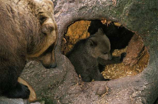 BROWN BEAR ursus arctos, FEMALE WITH CUB AT DEN ENTRANCE BROWN BEAR ursus arctos, FEMALE WITH CUB AT DEN ENTRANCE burrow stock pictures, royalty-free photos & images