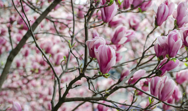 istock Beautiful magnolia blooming in the park in spring 1249543757