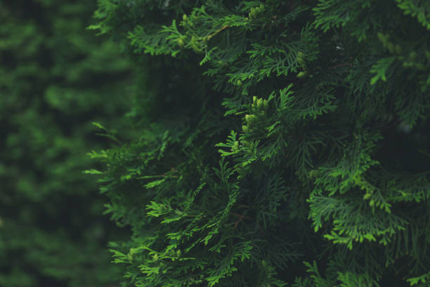 istock Close up of green thuja branches. Coniferous plant 1249543786