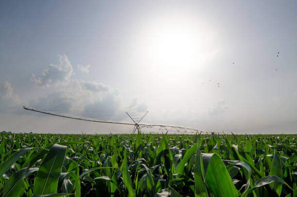 arroseur agricole arrosant le maïs - corn crop irrigation equipment agriculture leaf photos et images de collection