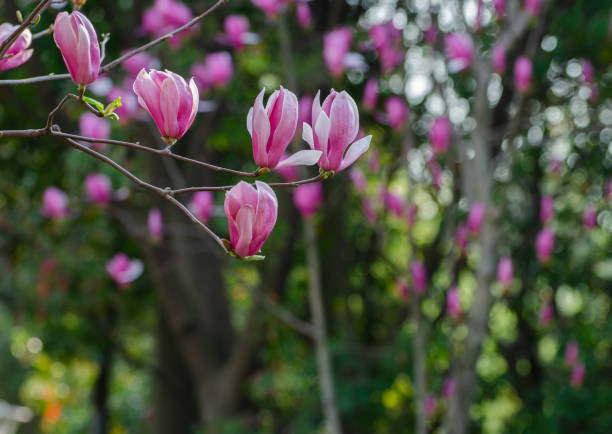 istock Beautiful magnolia blooming in the park in spring 1249544042