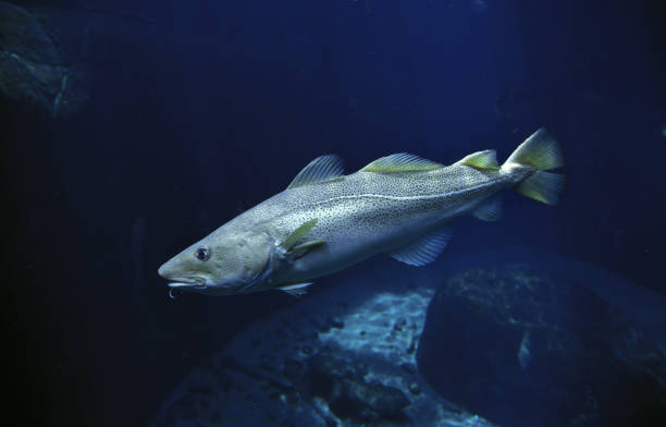 atlantic cod gadus morhua - bacalhau imagens e fotografias de stock
