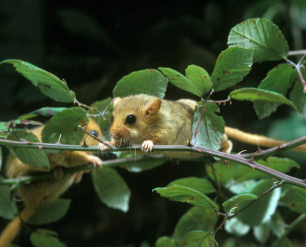 istock COMMON DORMOUSE muscardinus avellanarius, ADULTS STANDING ON BRANCH 1249544250