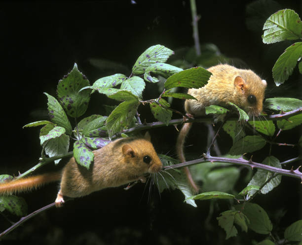 istock COMMON DORMOUSE muscardinus avellanarius, ADULTS STANDING ON BRANCH 1249544257