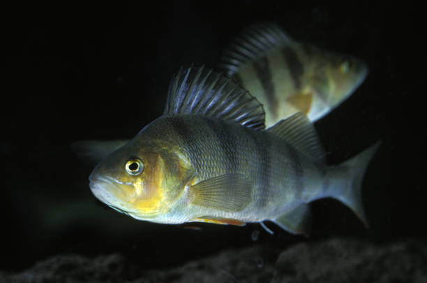 istock EUROPEAN PERCH perca fluviatilis 1249544275