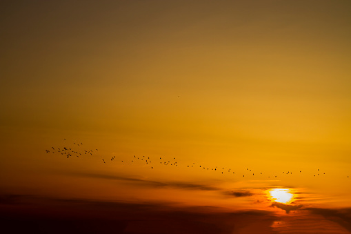 Migratory Birds At Sunset
