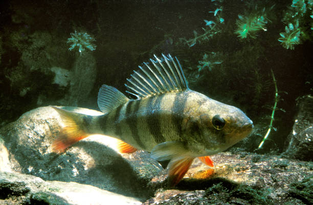 istock EUROPEAN PERCH perca fluviatilis 1249544326