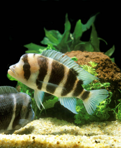 frontosa cichlid cyphotilapia frontosa - cyphotilapia frontosa zdjęcia i obrazy z banku zdjęć