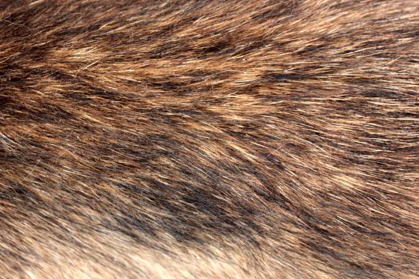istock Black-red fur close-up. The problem of using natural fur 1249544371
