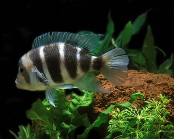 frontosa cichlid cyphipilapia frontosa - cyphotilapia frontosa photos et images de collection