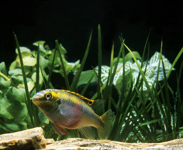 istock KRIBENSIS CICHLID pelmatochromis kribensis 1249544414