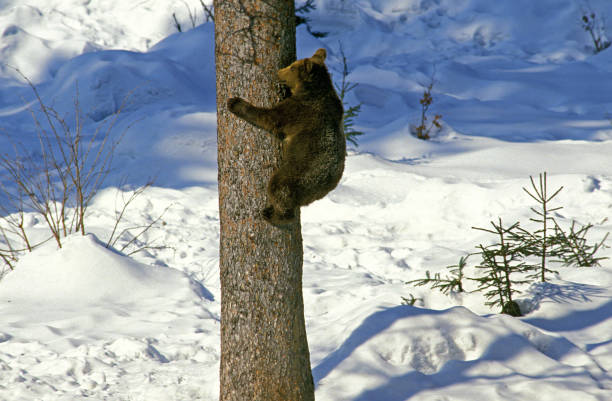 Finland wildlife. Wolverine in autumn forest lake habitat. Animal running in fall golden grass. Wolverine behaviour in habitat, Finland taiga. Wildlife scene from nature, yellow birch tree.