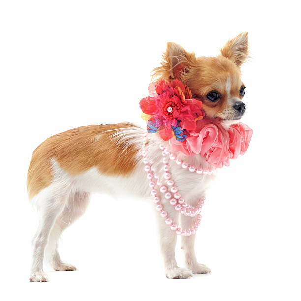 istock chihuahua with pearl collar 124954483