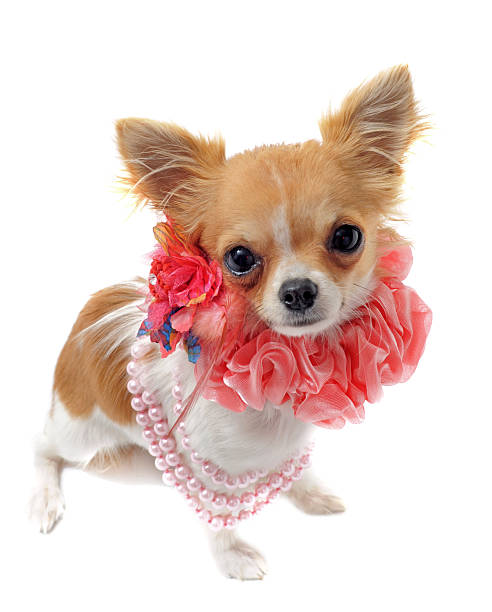 istock chihuahua with pearl collar 124954484