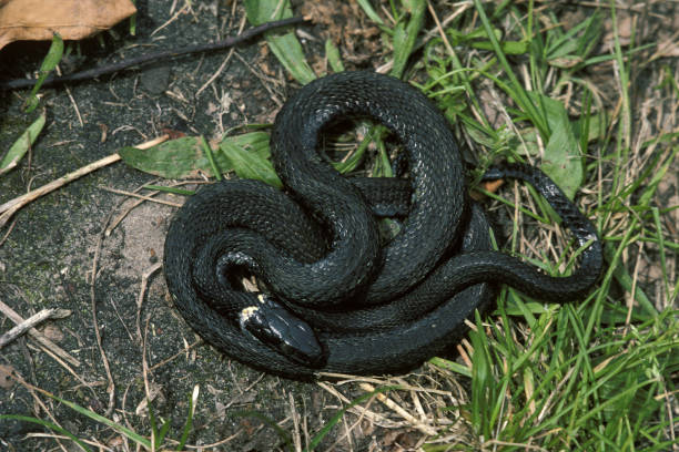 istock GRASS SNAKE natrix natrix, ADULT, MELANISTIC FORM 1249545625