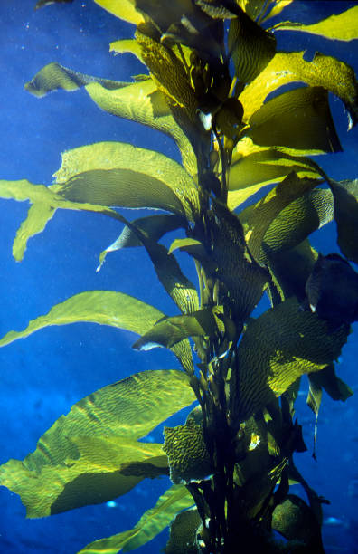 istock GIANT KELP macrocystis pyrifera, CALIFORNIA 1249545632