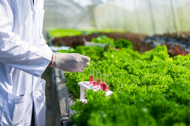 istock Scientists test the solution, Chemical inspection, Check freshness  at organic, hydroponic farm. 1249545698