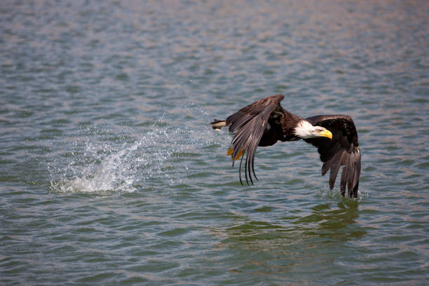 istock BALD EAGLE haliaeetus leucocephalus, JUVENILE IN FLIGHT, FISHING 1249547039