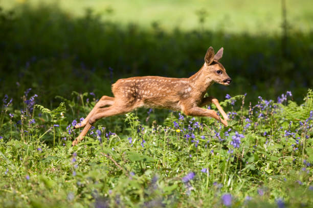 istock ROE DEER capreolus capreolus, FAWN RUNNING THROUGH FLOWERS, NORMANDY 1249547061