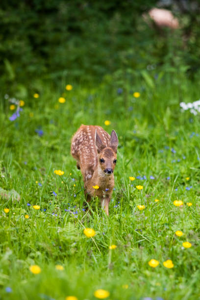 istock ROE DEER capreolus capreolus, FAWN WITH FLOWERS, NORMANDY 1249547076
