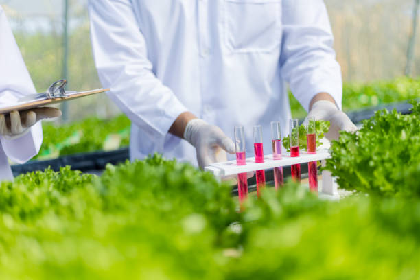 istock Scientists test the solution, Chemical inspection, Check freshness  at organic, hydroponic farm. 1249547086