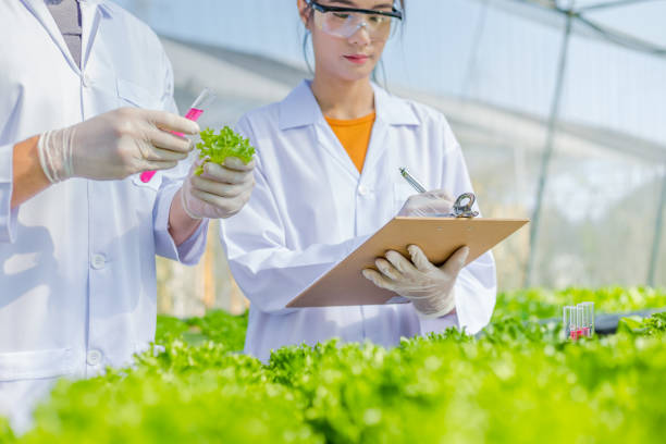 istock Scientists test the solution, Chemical inspection, Check freshness  at organic, hydroponic farm. 1249547108