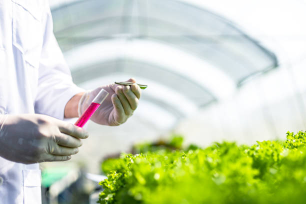 istock Scientists test the solution, Chemical inspection, Check freshness  at organic, hydroponic farm. 1249547232