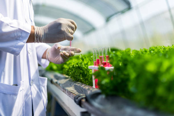 ученые тестируем раствор, химический осмотр, проверяют свежесть на органической, гидропонной ферме. - hydroponics laboratory agriculture vegetable стоковые фото и изображения