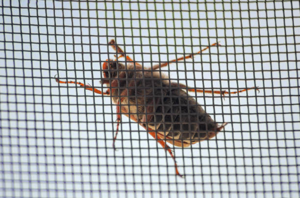 istock Brown Melolontha Fabricius may beetle close up on a window grid 1249549261