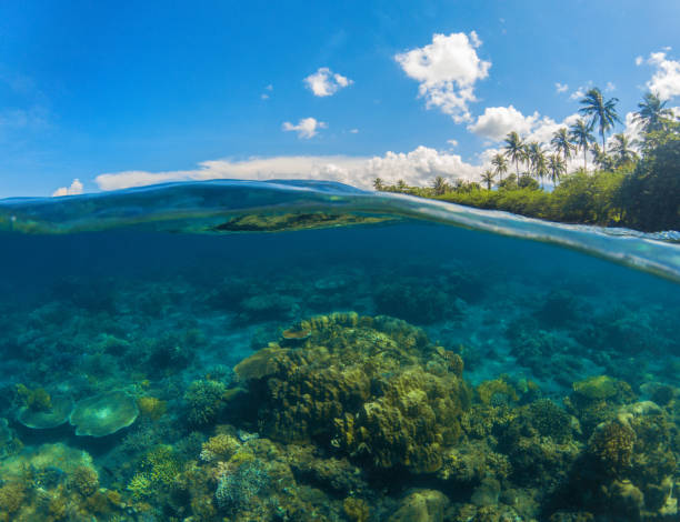 istock Seascape split photo. Double seaview. Underwater coral reef. 1249550911