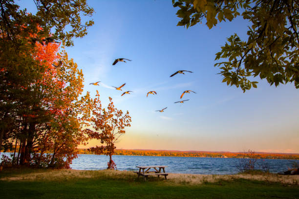 Flock Of Geese Migrating South