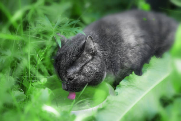 Beautiful dark grey cat in the grass drinks water from a plate