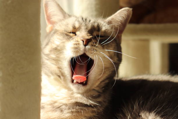 istock A cute cat yawns with its big mouth open. 1249552355