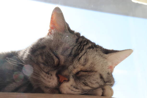 istock A cute cat sleeping comfortably on the windowsill. 1249552439