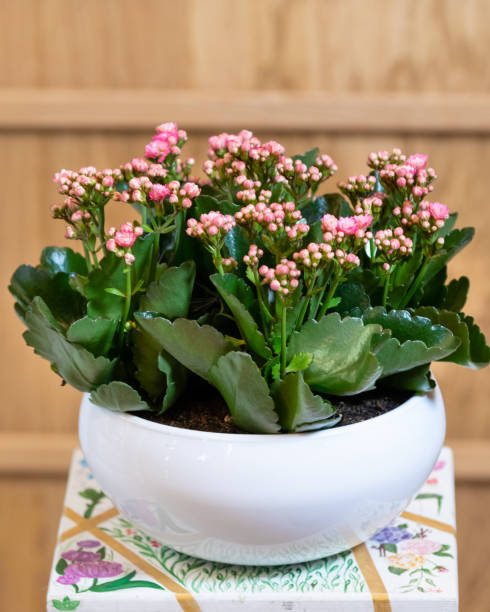 istock Widow's-thrill, Kalanchoe in the white pot 1249552471