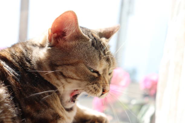 istock A cute cat facing down and opening a big mouth. 1249552711