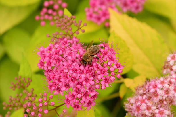 Ornamental garden: Macro picture of a blooming  Spiraea japonica 'Goldflame' visted by a honey bee.