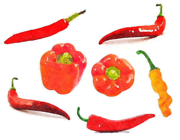 istock set of watercolor illustration drawing vegetables painted red cilli pepper cayenne paprika 1249555224
