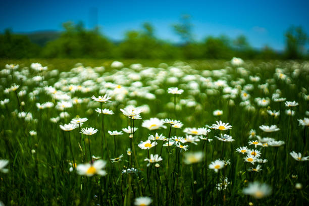 Close-up of daisies on the meadow