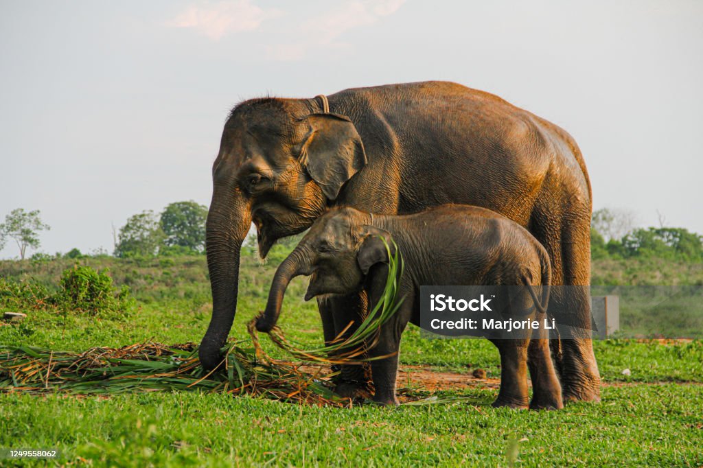 Суматранский слон в центре сохранения - Стоковые фото Elephas maximus sumatranus роялти-фри Суматранский слон в центре сохранения - Стоковые фото Elephas maximus sumatranus роялти-фри