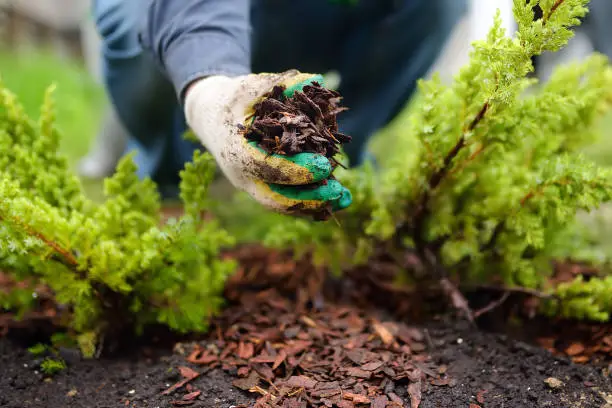 Photo of Gardener mulching with pine bark juniper plants in the yard. Seasonal works in the garden. Landscape design.