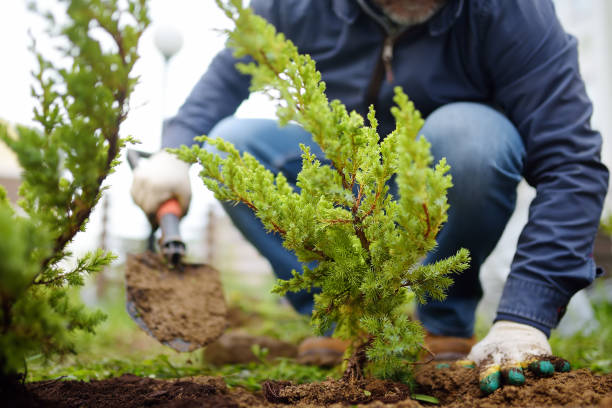 Gardener planting juniper plants in the yard. Seasonal works in the garden. Landscape design. Landscaping. Gardener planting juniper plants in the yard. Seasonal works in the garden. Landscape design. landscaping. Ornamental shrub juniper. bush stock pictures, royalty-free photos & images